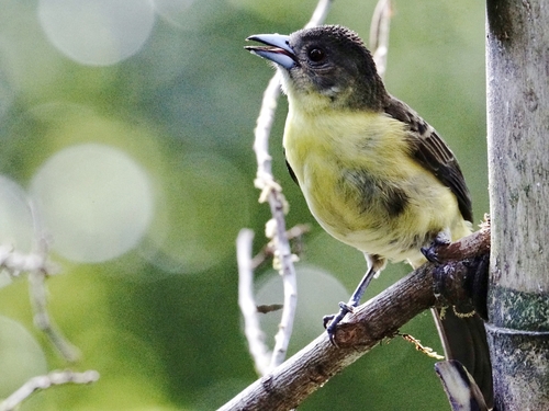 Flame-rumped Tanager (Ramphocelus flammigerus), photo 5