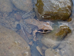 Tsushima Brown Frog photo 3