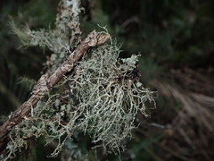 Ramalina peruviana