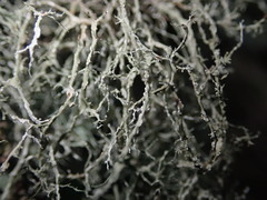 Ramalina peruviana