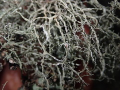 Ramalina peruviana