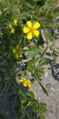 Potentilla tobolensis
