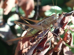 Conocephalus albescens