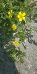 Potentilla tobolensis
