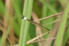 Agriocnemis femina