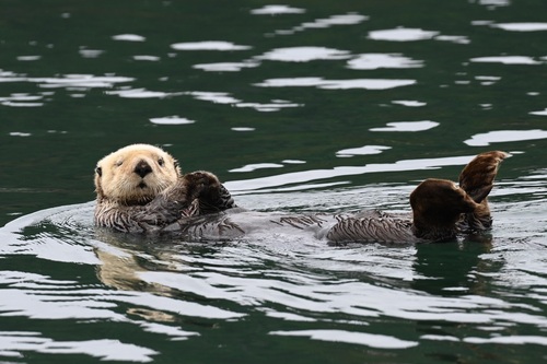 Northern Sea Otter photographed in Alaska
