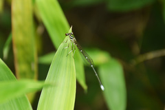 Pseudocopera annulata