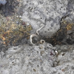 Vermetoidea