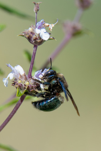 Western Carpenter Bee