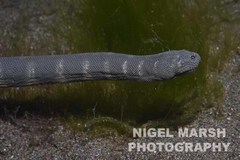 Acrochordus granulatus