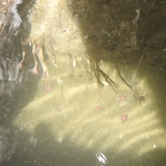 Ectopleura marina