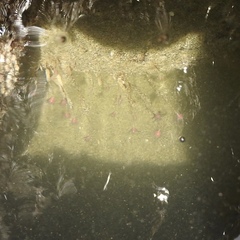 Ectopleura marina