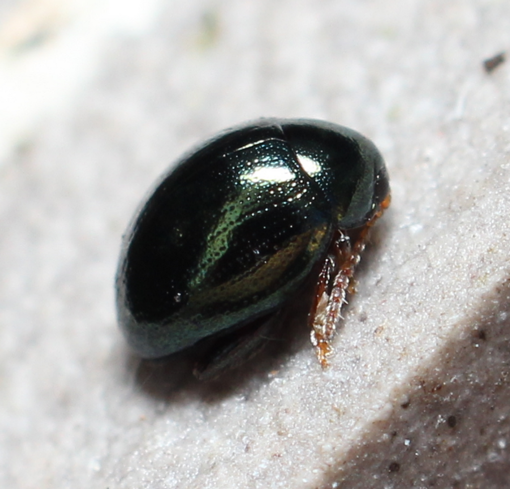 Apteropeda orbiculata