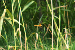 Hydrobasileus croceus