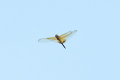 Hydrobasileus croceus