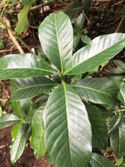 Gardenia jasminoides
