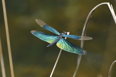 Rhyothemis fuliginosa