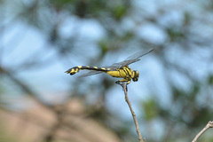 Sinictinogomphus clavatus