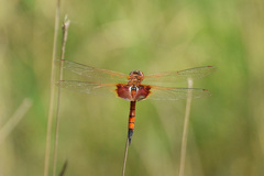 Tramea virginia