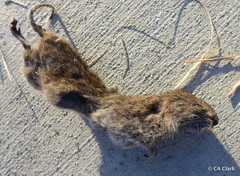 Microtus californicus