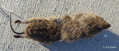 Microtus californicus