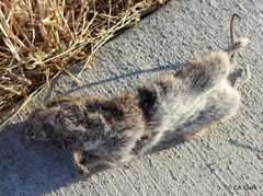 Microtus californicus