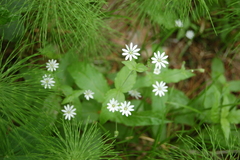 Stellaria bungeana