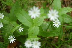 Stellaria bungeana