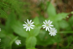 Stellaria bungeana