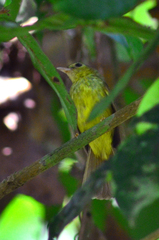 Tricholestes criniger