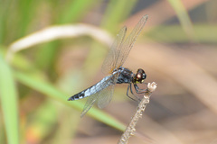 Lyriothemis pachygastra