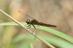 Lyriothemis pachygastra