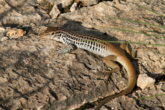 Aspidoscelis scalaris septemvittatus