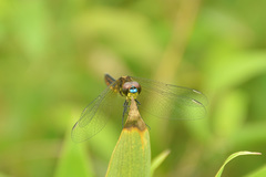 Lyriothemis pachygastra