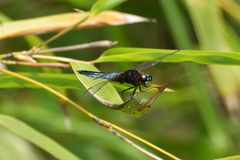 Lyriothemis pachygastra