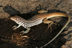 Aspidoscelis scalaris septemvittatus