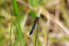 Lyriothemis pachygastra