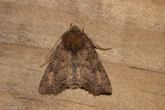Meterana inchoata