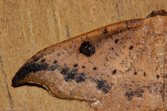 Sarisa muriferata