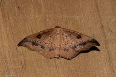 Sarisa muriferata