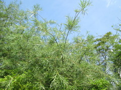 Salix eleagnos