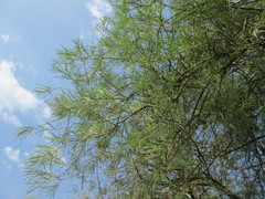 Salix eleagnos