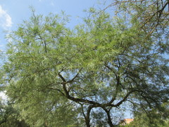 Salix eleagnos