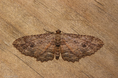 Austrocidaria