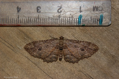 Austrocidaria