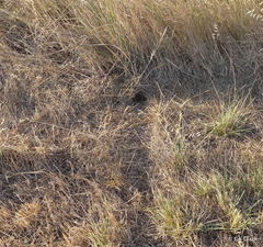 Microtus californicus