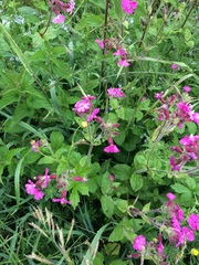 Silene dioica