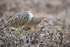 Pinnated Bittern photo 1