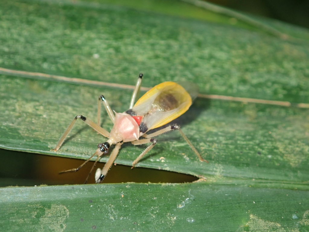 Castolus pallidus