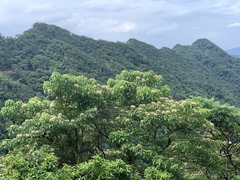 Crateva adansonii formosensis